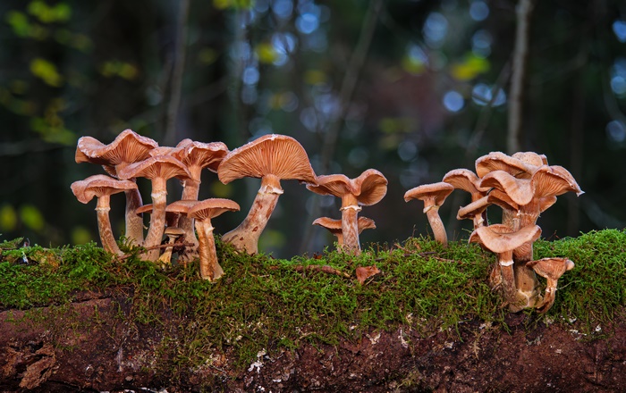 Honey mushrooms on a mossy log in 4K