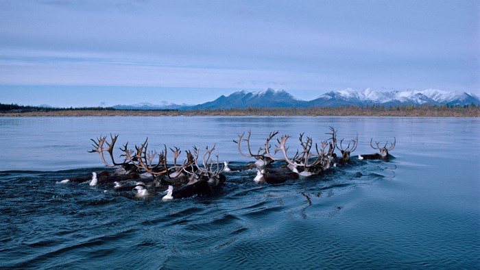 Herd of Reindeer Swimming Across a Lake
