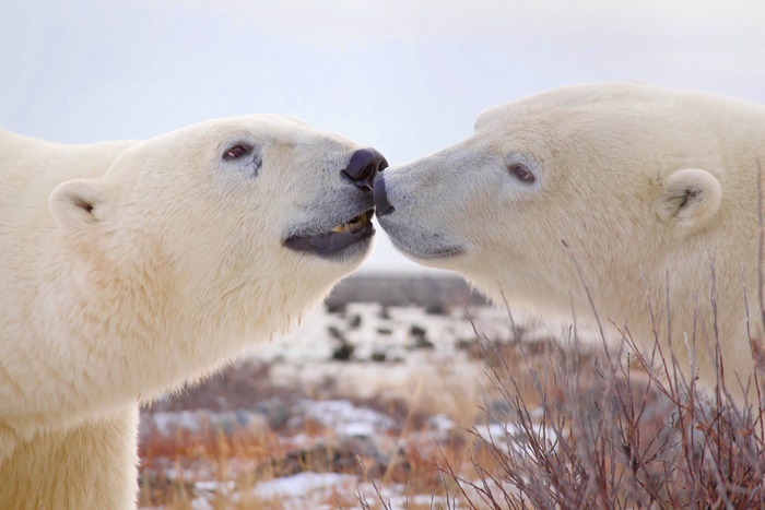Two Polar Bears Nuzzling in Arctic Landscape 4K