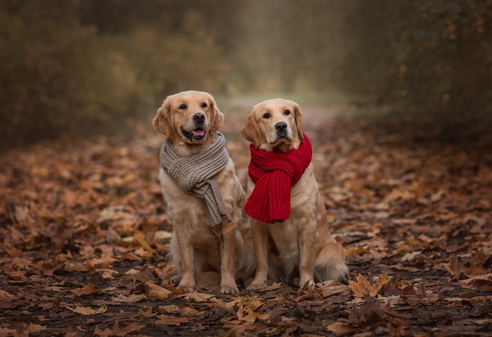 Two Golden Retrievers wearing scarves in autumn