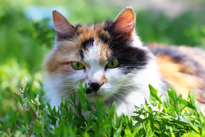 Calico cat with green eyes in grass
