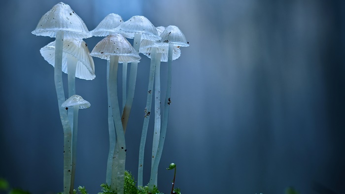 Cluster of delicate white mushrooms in macro