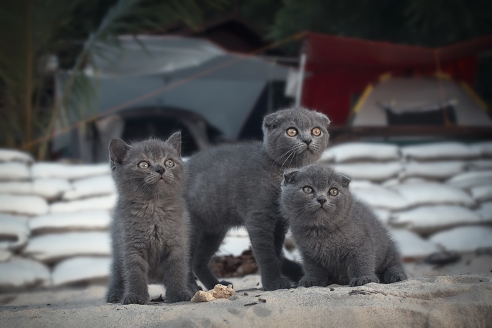 Three Scottish Fold kittens on sand