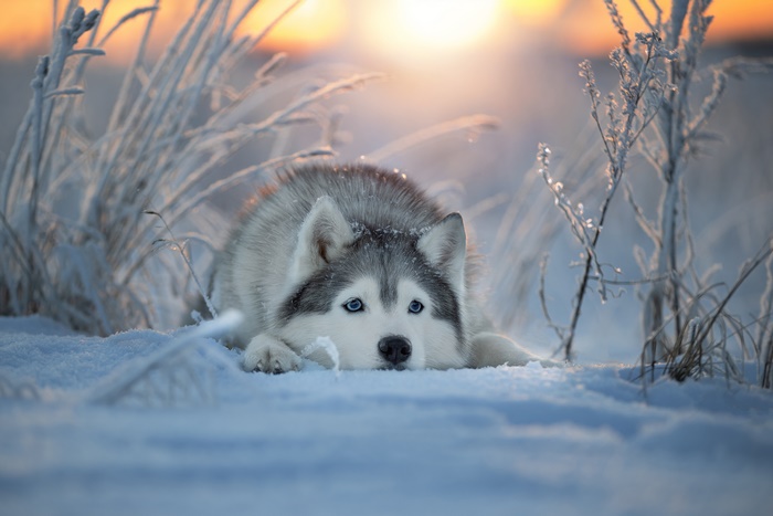 Husky dog lying in the snow during sunset