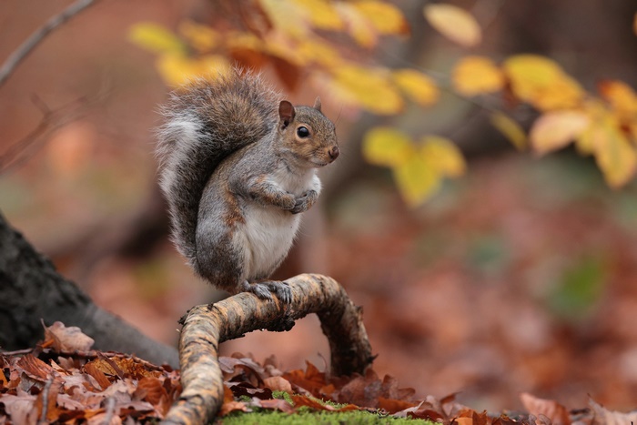 Squirrel HD, Wildlife, Rodent, HD Wallpaper | Rare Gallery