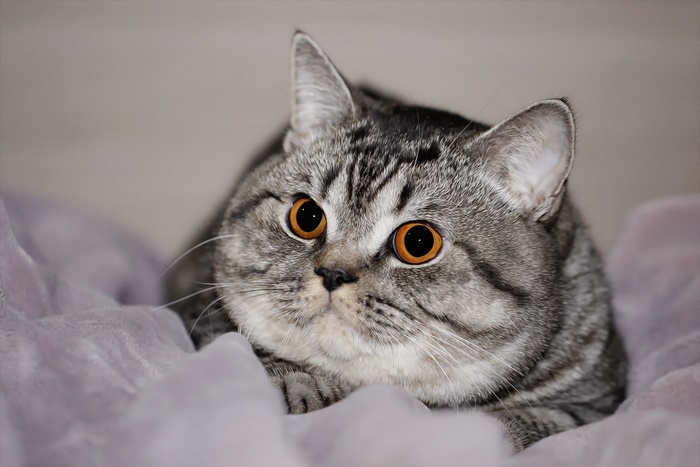 Close-up of a tabby cat with orange eyes