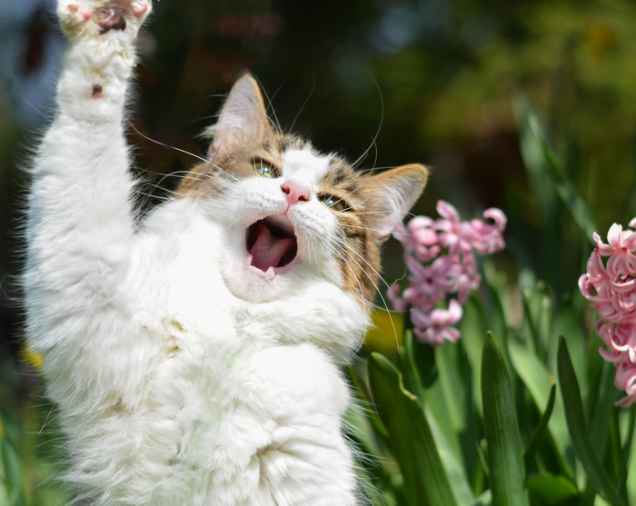 Cat yawning with pink flowers