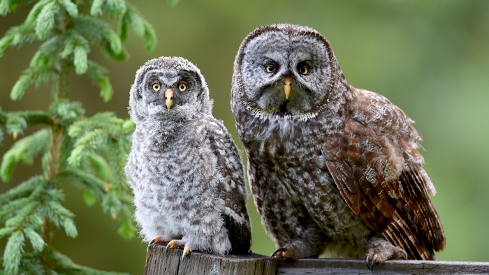 Two Great Gray Owls on a wooden fence