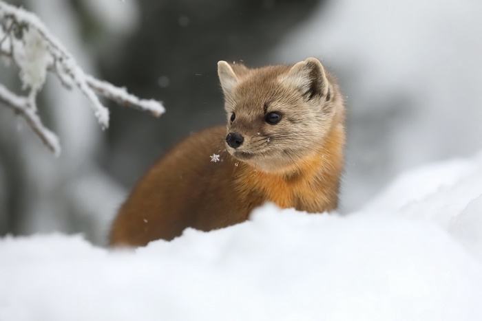 Marten in Snowy Winter Forest