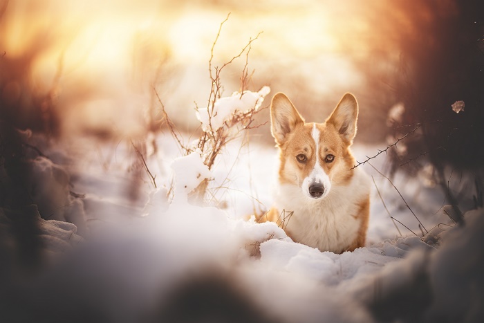 Pembroke Welsh Corgi in the Snow