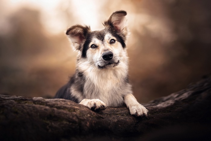 A young dog with floppy ears rests on a log