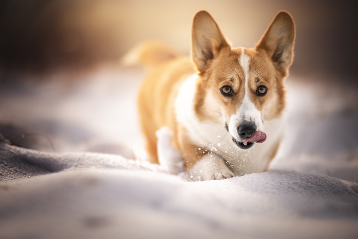 Pembroke Welsh Corgi eating snow in a field