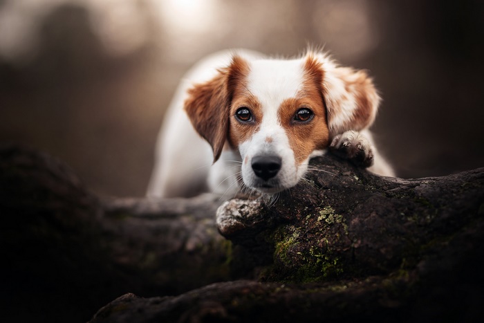 Dog resting on a log