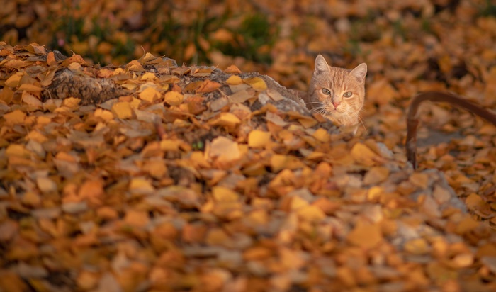 Orange cat peeking from behind autumn leaves