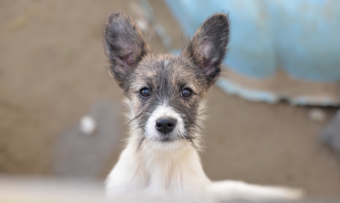 A fluffy puppy with large ears stares intently
