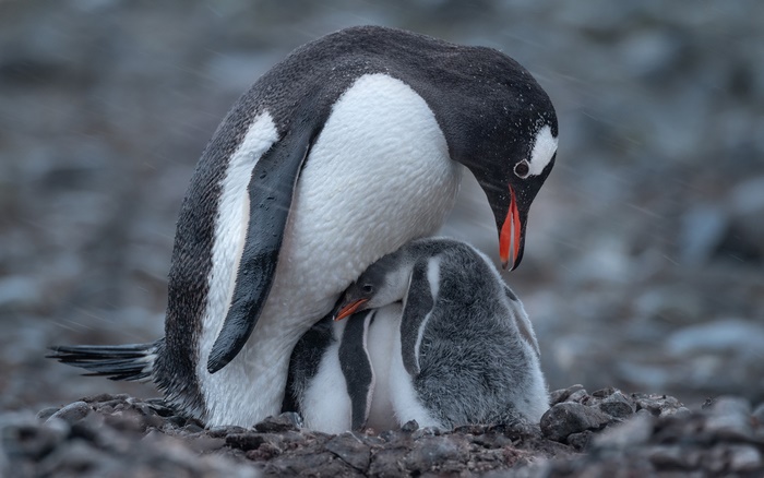 Adult Gentoo Penguin with Chicks in Snow