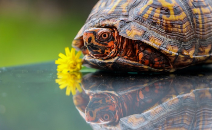 Turtle and yellow flower reflection