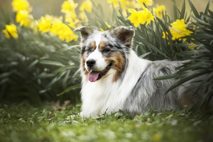 Australian Shepherd dog lying in daffodils