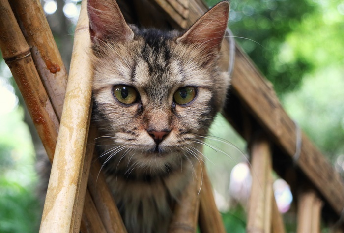 Tabby cat peeking through bamboo