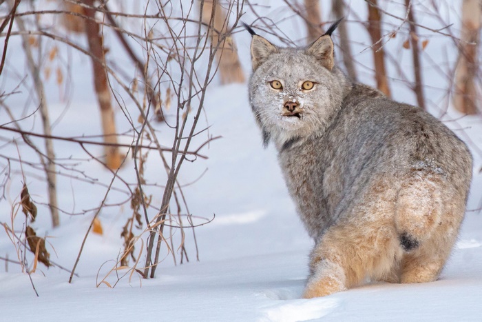 Lynx in Winter Snowy Landscape