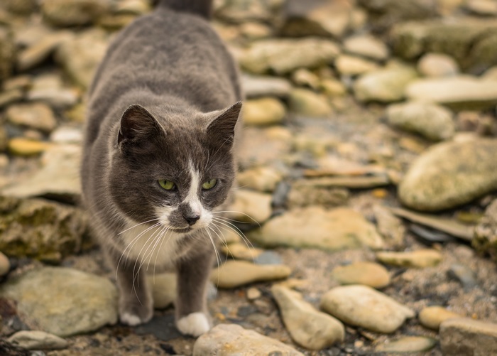 Gray and white cat on rocky ground
