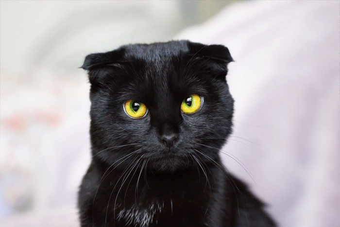 Black Scottish Fold Cat with Yellow Eyes