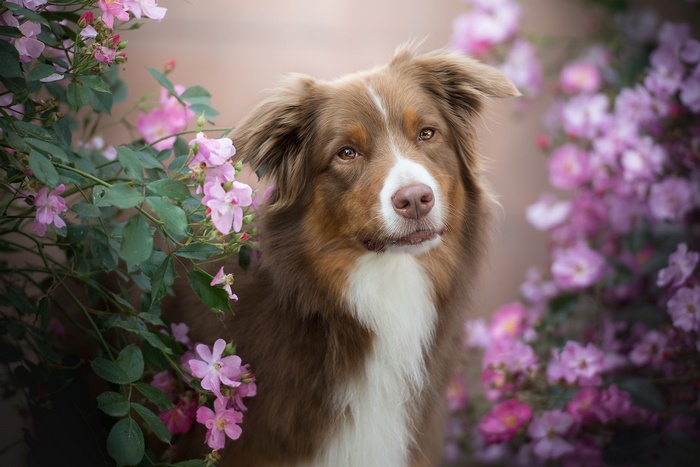 Brown Australian Shepherd Dog Among Pink Flowers