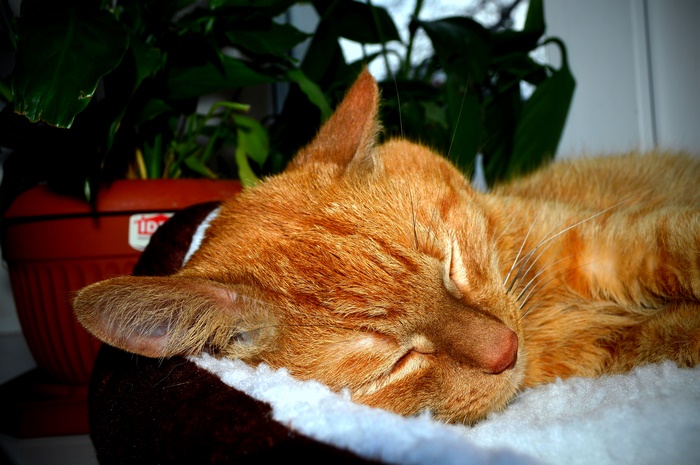Orange tabby cat sleeping in a bed