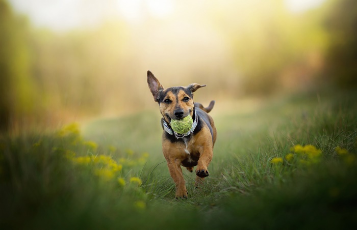 Dog running with a ball in its mouth