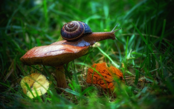 Snail on a mushroom in grass