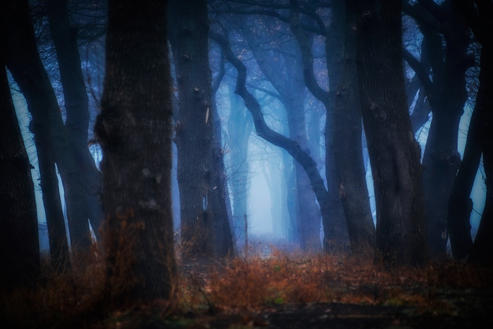Dark forest path with fog