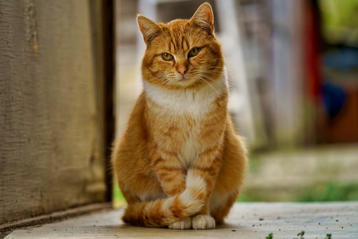 Orange tabby cat sitting outdoors