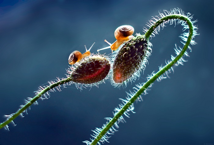 Two snails on poppy seed pods