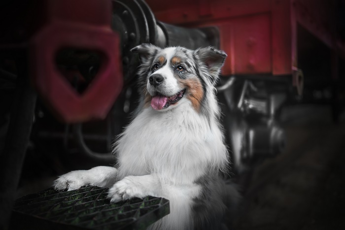 Australian Shepherd dog on a train platform