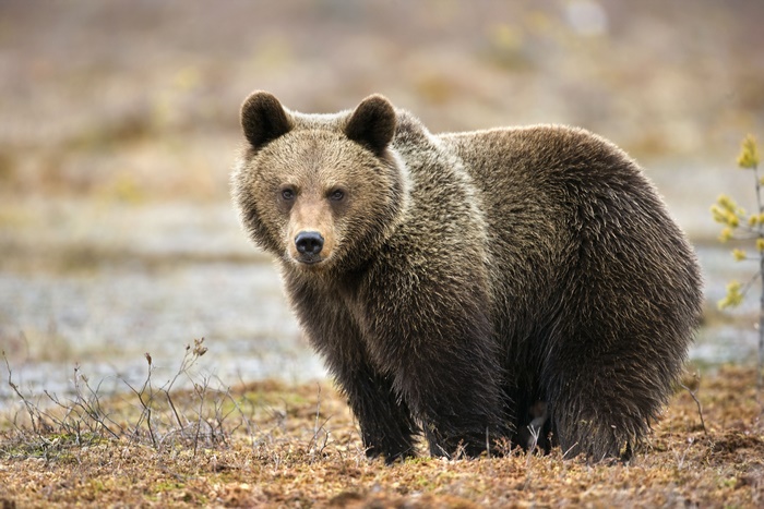 Brown bear in a natural habitat