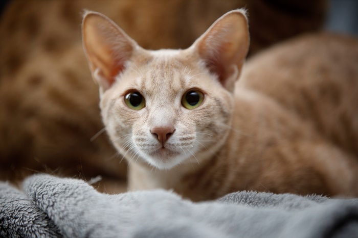 Close-up of a cream-colored Oriental Shorthair cat