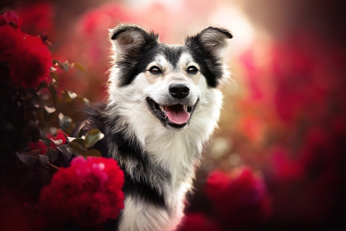 Dog with roses