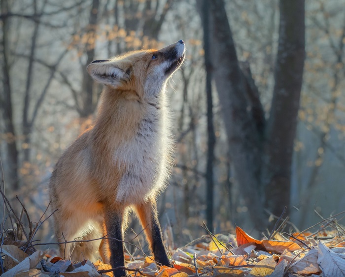 Red Fox in a Forest