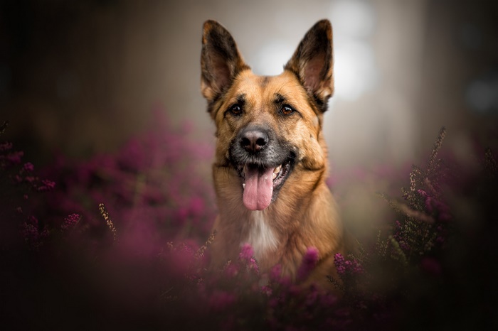 German Shepherd dog sitting in purple flowers