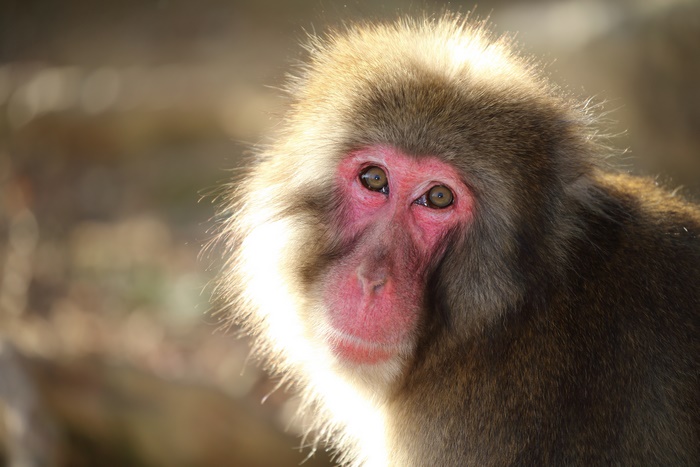 Japanese Macaque in Sunlight 4K