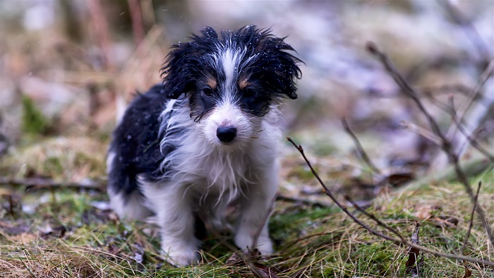 Wet Puppy in the Grass