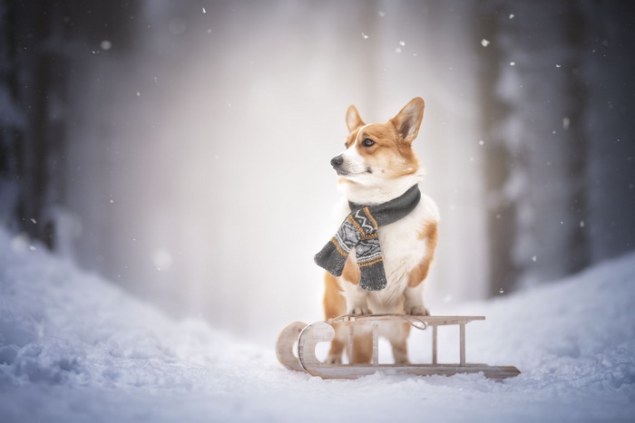 Corgi wearing a scarf on a sled in the snow