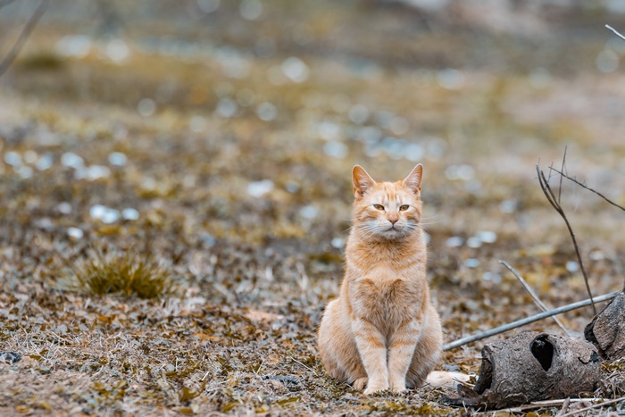 Orange cat sitting on the ground