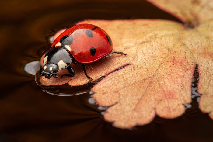 Ladybug on a floating leaf in water