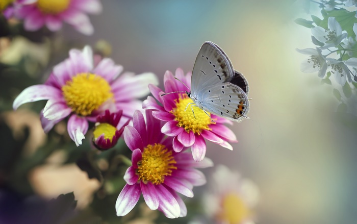 Butterfly on Chrysanthemum Flower Macro 4K