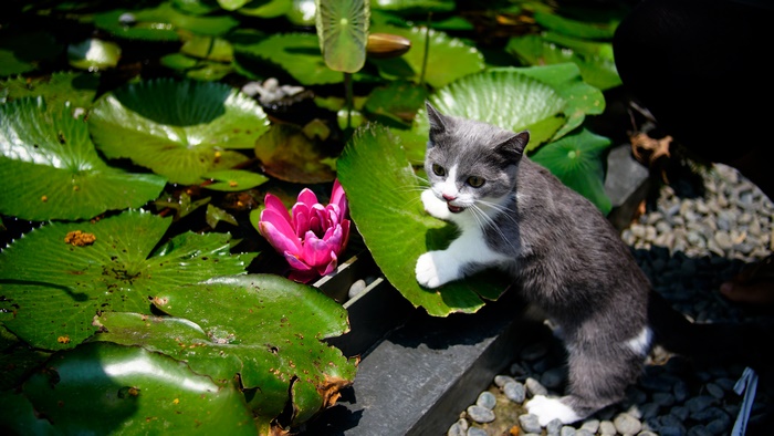 Gray and white kitten near pink water lily