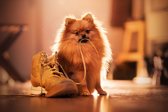 Pomeranian dog with a shoe