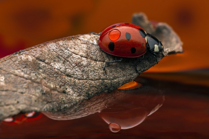 Ladybug on a leaf with water droplet