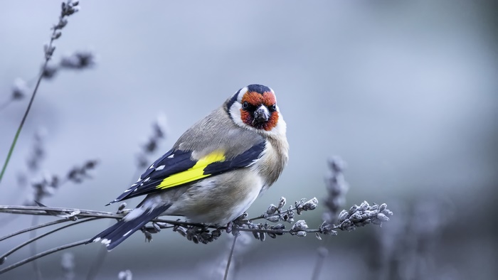 European Goldfinch perched on a lavender stem