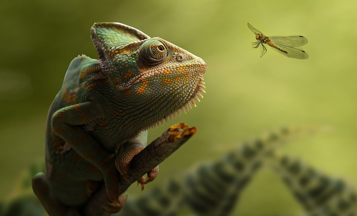 Chameleon hunting a dragonfly on a branch